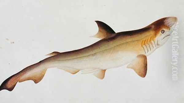Shark, Eekan Ee-oo, from 'Drawings of Fishes from Malacca', c.1805-18 Oil Painting by Anonymous Artist