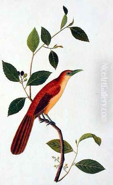 Boorong Seliah, from 'Drawings of Birds from Malacca', c.1805-18 Oil Painting by Anonymous Artist