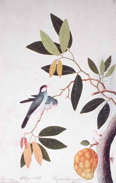 Nam-Nam Boorong Goolalay, Cynometra cauliflora, from 'Drawings of Birds from Malacca', c.1805-18 Oil Painting by Anonymous Artist
