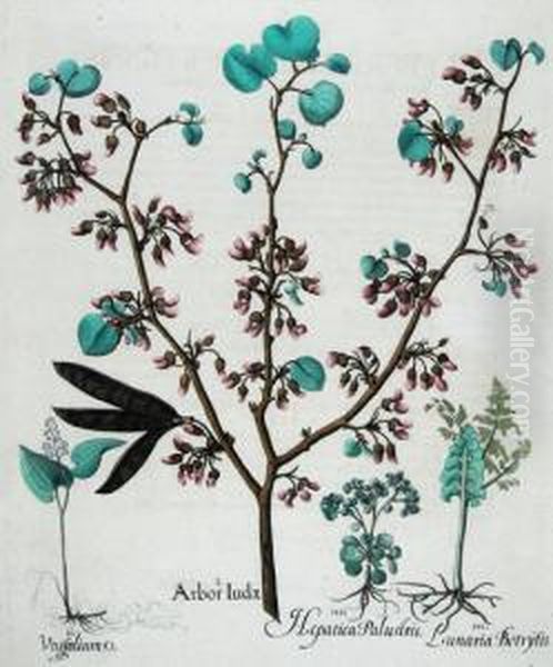 Arbor Iudae Oil Painting by Basilius Besler