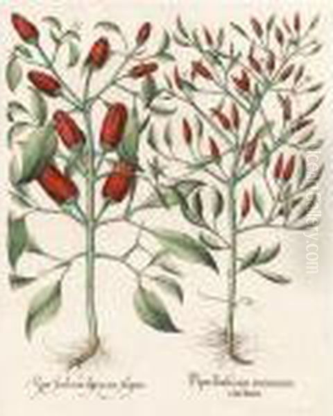 Piper Indicum Minimum Erectum, 
Piper Indicum Bisfurcata Siliqua. Lilium Montanum Rubrum Praecox, Iris 
Bulbosa Pallido Colori, Iris Solys Angustis Prima Clusij. Oil Painting by Basilius Besler