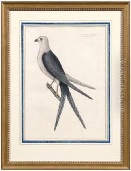 Untitled Oil Painting by Mark Catesby