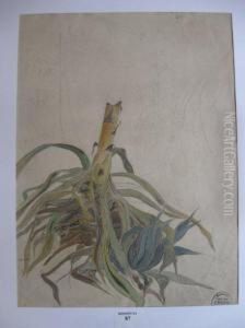 Bananier Et Pied D'aloes