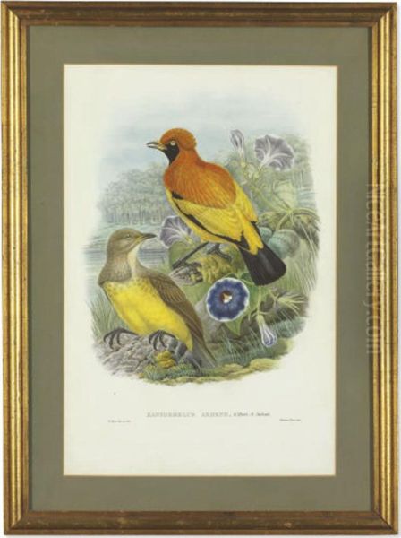 Birds Of Paradise: Five Prints Oil Painting by William M. Hart