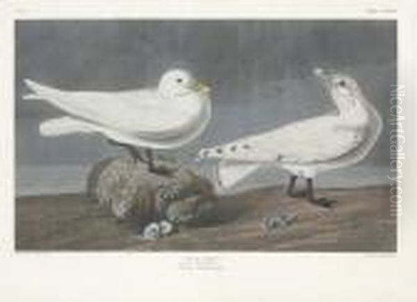 Larus Eburneus Oil Painting by Robert Ii Havell