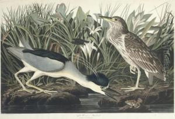 Night Heron Or Qua Bird (ccxxxvi)
Ardea Nycticorax Oil Painting by Robert Havell, Jr.