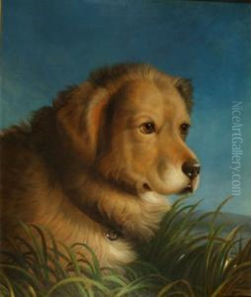 Study Ofthe Head Of A Golden Labrador Amongst Grasses Oil Painting by Abel Hold