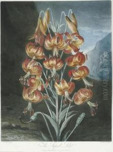 The Superb Lily, From 
The Temple Of Flora Oil Painting by Robert John, Dr. Thornton