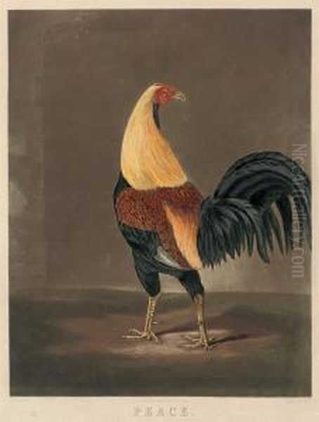 Peace (cock In Feather) Oil Painting by Joseph Mallord William Turner