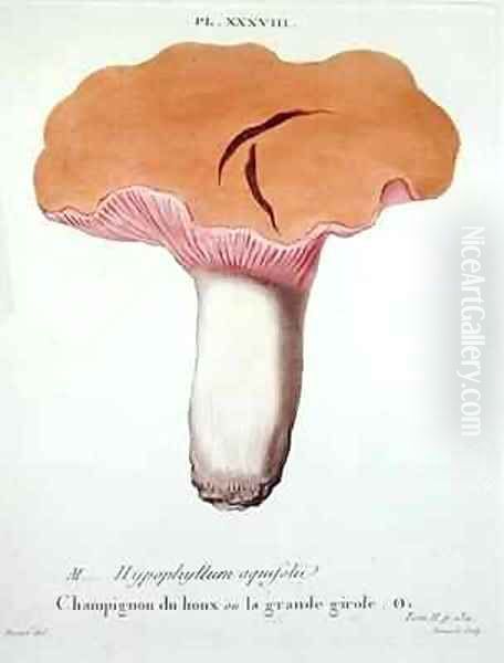 Hyprophyllum aquifolii Oil Painting by Fossier