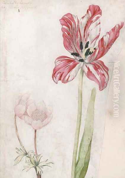 A tulip and anemones Oil Painting by Lady Edward Fitzgerald