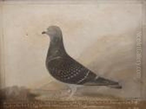 Portrait Of A Racing Pigeon ' Old Bill 1925 Messers Whates &
 Sons ' Oil Painting by Edward Henry Windred
