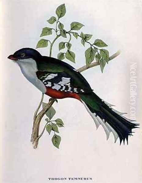 Trogon Temnurus Oil Painting by John Gould