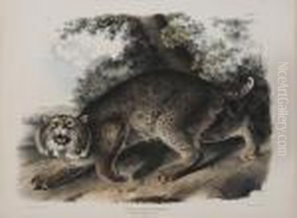 Lynx Rufus Goldenstaed Oil Painting by John James Audubon