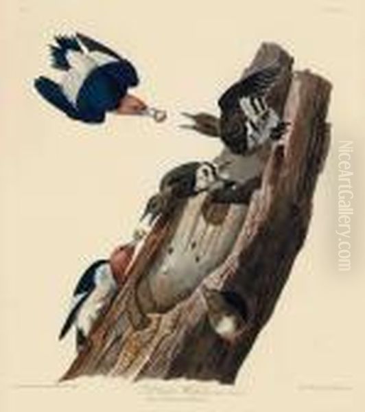 Red Headed Woodpecker 
 Picus Erythrocephalus Oil Painting by John James Audubon
