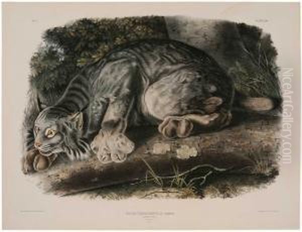 New York Lynx Canadensis...canada Lynx Oil Painting by John James Audubon