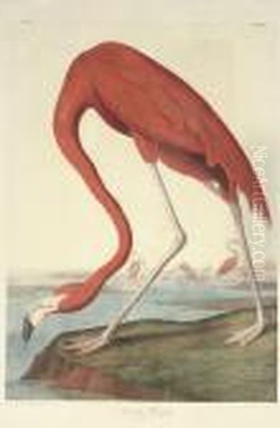 American Flamingo (plate 375)
Phoenicopterus Ruber Oil Painting by John James Audubon