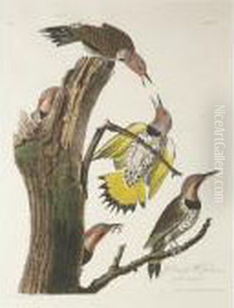 Purple-martin; Golden-winged 
Woodpecker; And American Red Start (plates Xxii, Xxxvii, And Xl) Oil Painting by John James Audubon