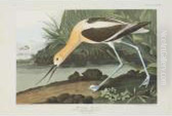 American Avocet, Red-breasted 
Snipe, And Golden-eye Duck (plate Cccxviii, Cccxxxv And Ccciii) Oil Painting by John James Audubon