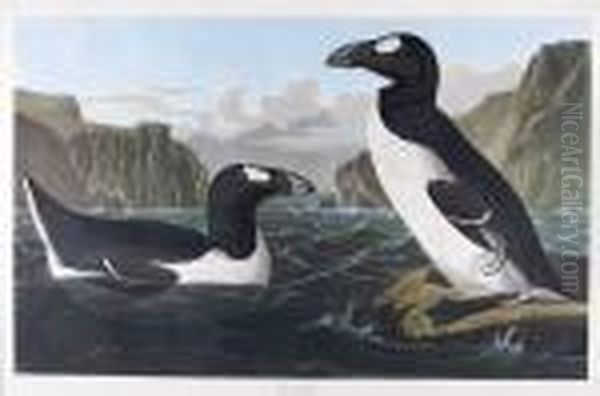 Great Auk Oil Painting by John James Audubon