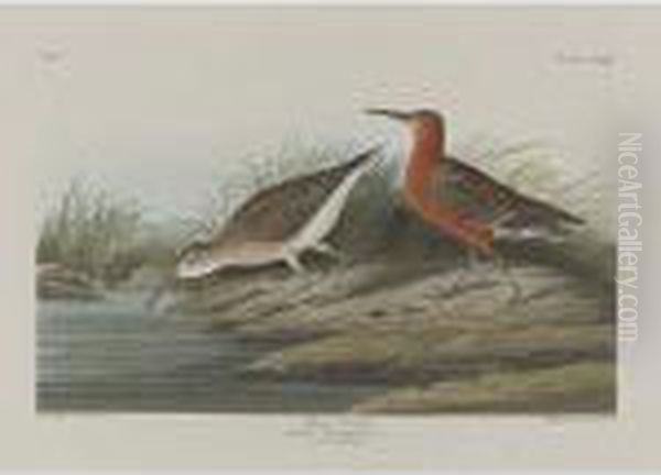 Pigmy Curlew; And American Water Ouzel Oil Painting by John James Audubon