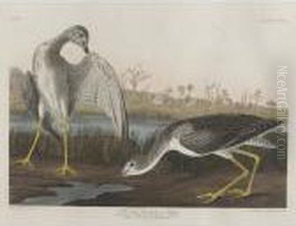Tell-tale Goodwit Or Snipe Oil Painting by John James Audubon