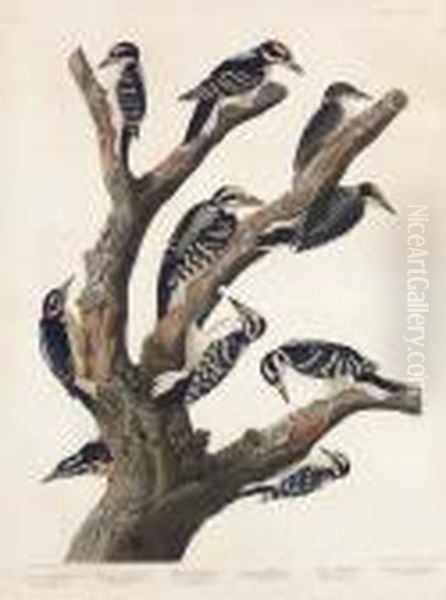 Maria's Woodpecker, Three-toed 
Woodpecker, Phillips' Woodpecker, Canadian Woodpecker, Harris's 
Woodpecker, Audubon's Woodpecker (plate Ccccxvii)
Picus Martini, Picus Hirsutis, Picus Phillipsi, Piccus Canadensis, Picus
 Harrisi, Piccus Auduboni Oil Painting by John James Audubon
