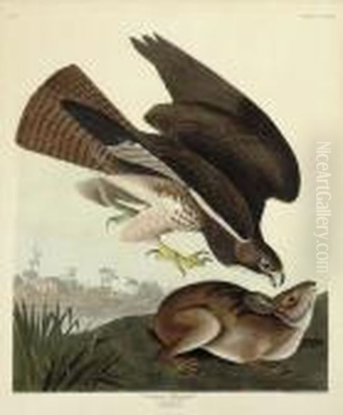 Common Buzzard (plate Ccclxxii)
Buteo Vulgaris Oil Painting by John James Audubon