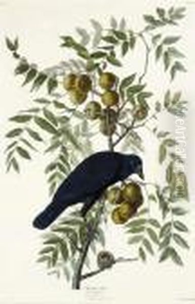 American Crow (plate Clvi)
Corvus Americanus Oil Painting by John James Audubon