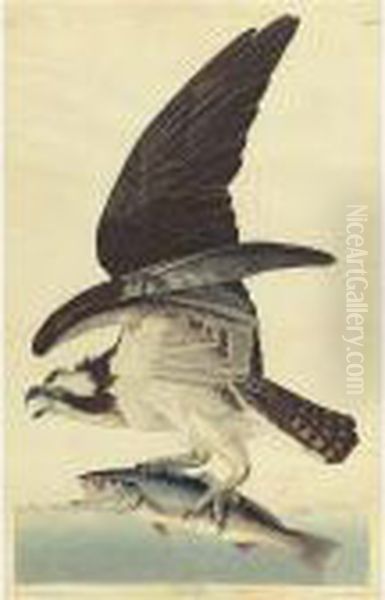 Fish Hawk (plate 81) Oil Painting by John James Audubon