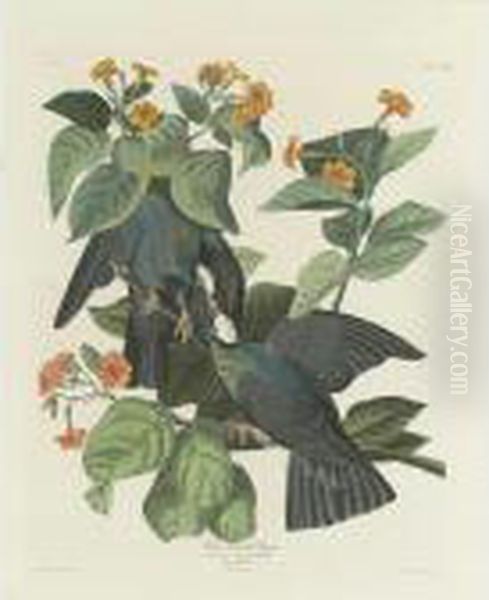 White Headed Pigeon (plate Clxxvii) Oil Painting by John James Audubon