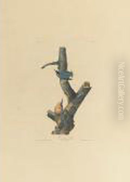 Red-breasted Nuthatch (plate Cv) Oil Painting by John James Audubon