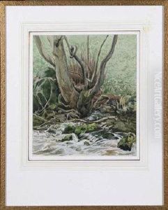 Tree Roots By A Stream Tree Roots By A Stream