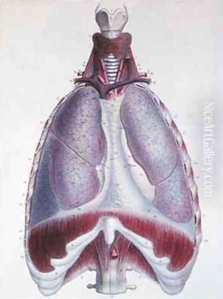 Anatomy of the lungs from Manuel dAnatomie descriptive du Corps Humain Oil Painting by Haincelin