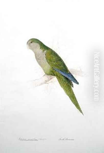 Conurus monachus Oil Painting by Edward Lear