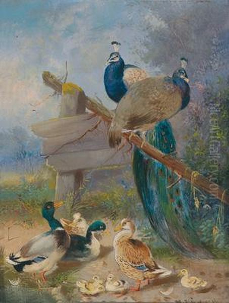 Zwei Pfauen Und Enten Amteich Oil Painting by Max I Hanger