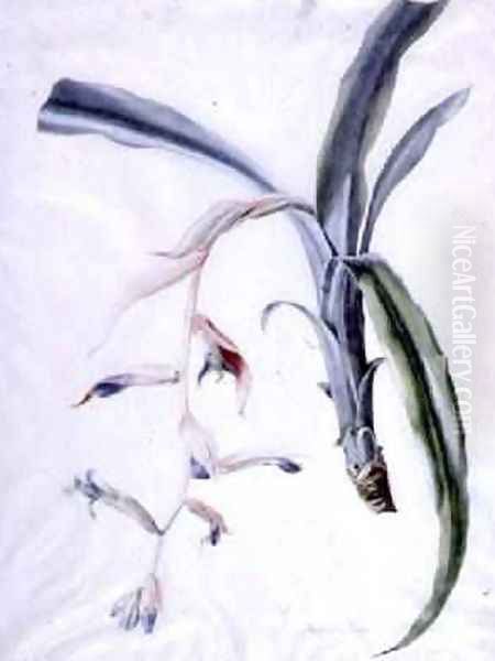 Orchid Oil Painting by Marie-Anne