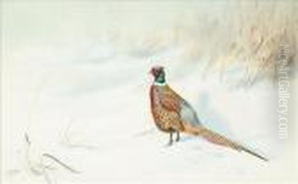 Pheasant In Snow Oil Painting by George Edward Lodge