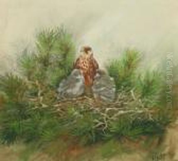 Eagle And Chicks, In A 
Nest;gouache, Signed, 24x26cm. Note: George Edward Lodge Wildlifeartist,
 Naturalist, Falconer And Taxidermist. A Fisherman Who Madeannual Visits
 To Scotland And To The Salmon Rivers Of Norway,gathering Material For 
His Work  Oil Painting by George Edward Lodge
