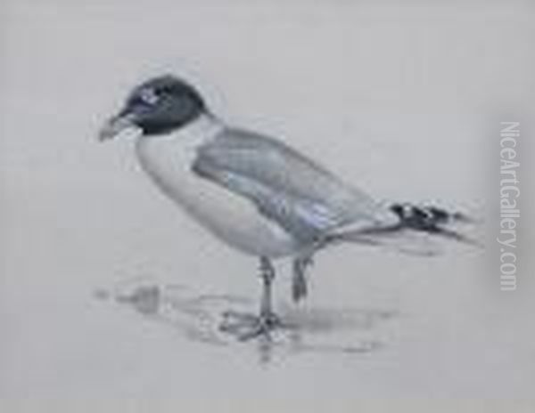 Great Black-headed Gull; New Zealand Wrybill Oil Painting by George Edward Lodge