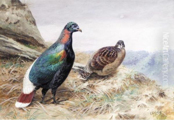 A Pair Of Sclater's Impeyan Pheasants Oil Painting by George Edward Lodge