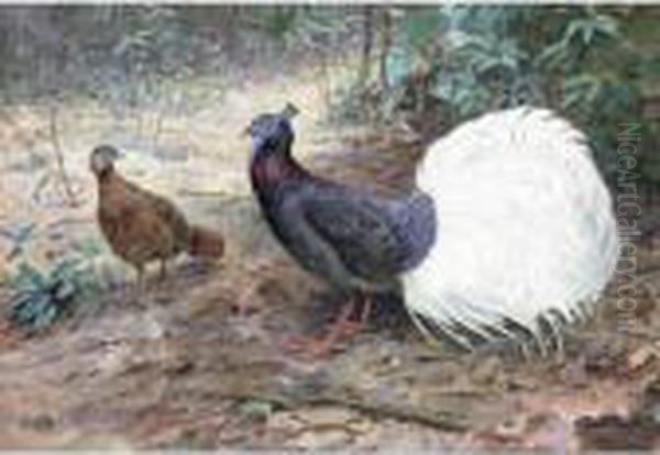 A Pair Of White Tailed Wattled Pheasants Oil Painting by George Edward Lodge