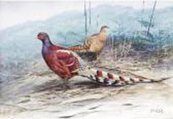 A Pair Of Burmese Pheasants Oil Painting by George Edward Lodge