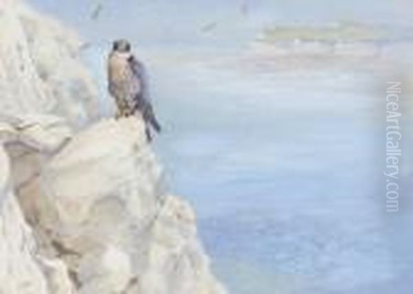 Peregrine On The South Coast 
 From The Collection Of The Late The Hon. Sir Bobby 
 Wills Removed From Farmlington Lodge 
Gloucestershire Oil Painting by George Edward Lodge