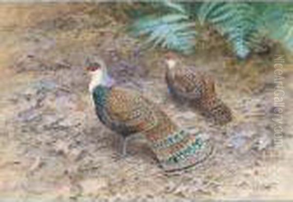 A Pair Of Bornean Peacock Pheasants Oil Painting by George Edward Lodge