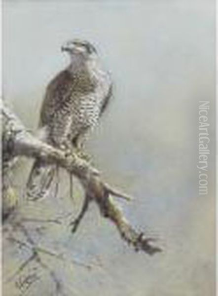 Falcon Oil Painting by George Edward Lodge