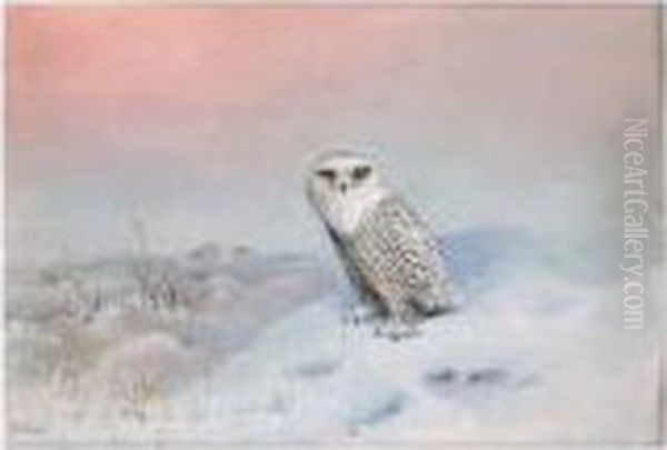 A Snowy Owl Oil Painting by George Edward Lodge