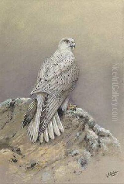 Greenland Gyr Falcon Oil Painting by George Edward Lodge