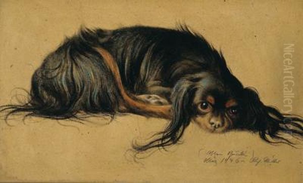 Pekinese Oil Painting by Richard Muller