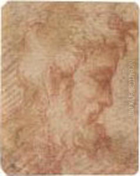 Head Of A Bearded Man In Profile To The Right Oil Painting by Girolamo Francesco Maria Mazzola (Parmigianino)